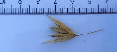 Click for 2 image(s) for this accession. Spikelet